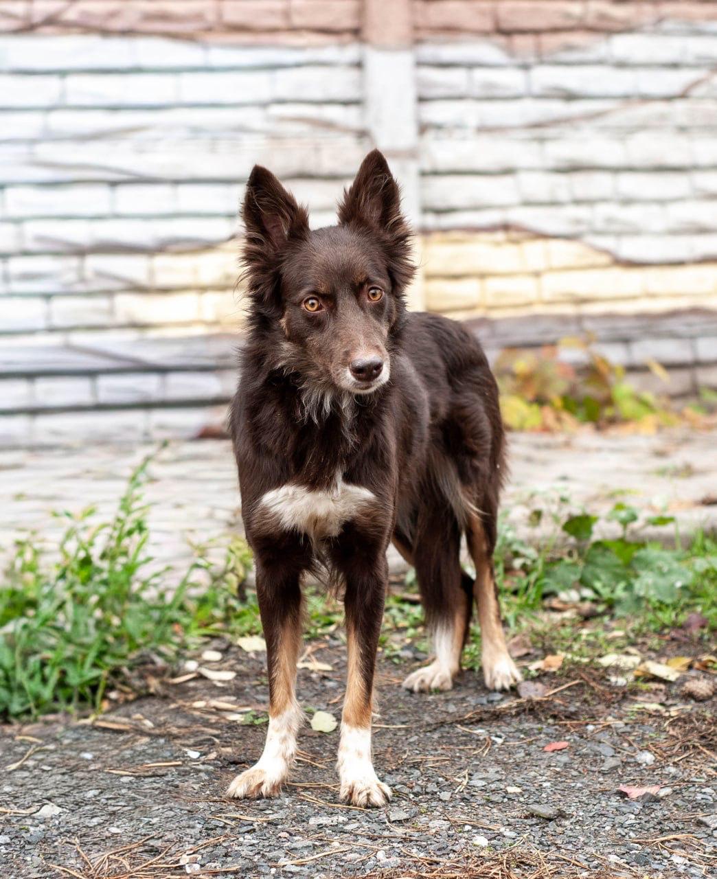 Chiens à adopter